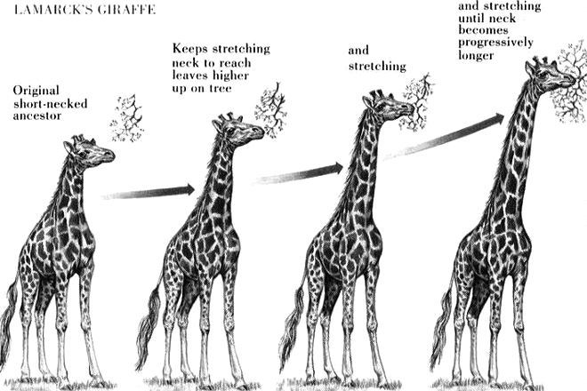 Эволюция жирафа по мнению Жан-Батиста Ламарка