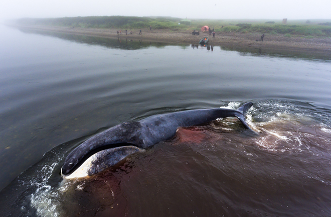 Спасение кита на фото Сергея Доли