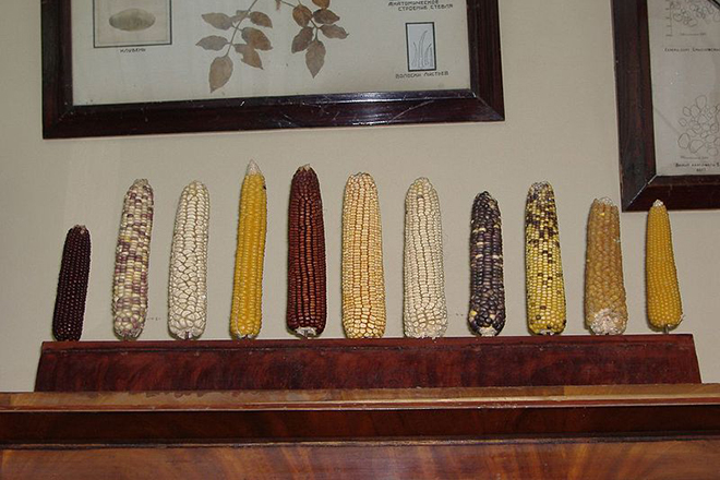Коллекция кукурузных початков Николая Вавилова