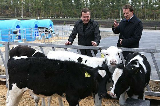 Гордеев и Медведев инспектируют молочное хозяйство в селе Залужное