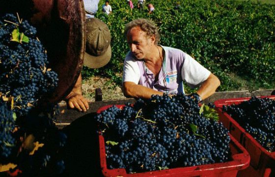 Пьер Ришар владеет виноградниками и выпускает отличное вино